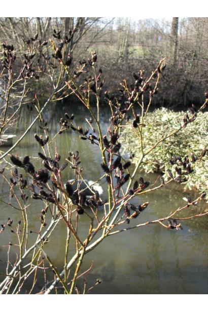 Верба тонкостовбурова Меланостахіс весною